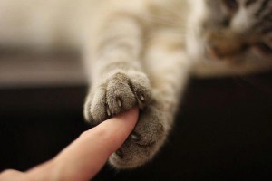 132120_story__cute-cat-holding-hand